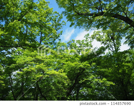 京都北野天滿宮的新綠 114857690