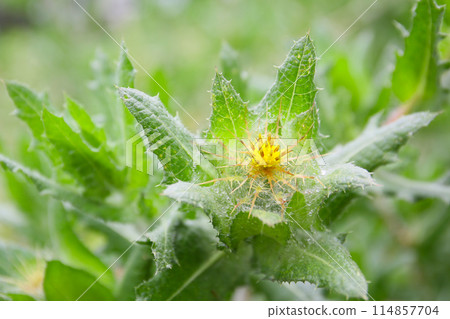 Flowers and leaves of Santorisou 114857704