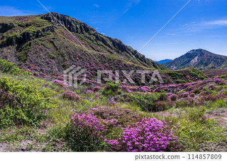Mount Aso, Kumamoto Prefecture: Miyamakirishi colony, hiking trail from Sunasenri to Sarayama 114857809