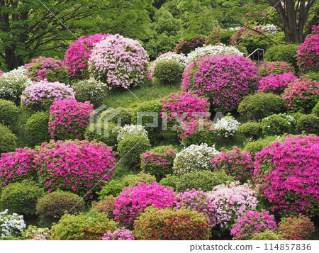 Azalea scenery at Keage Water Purification Plant 114857836