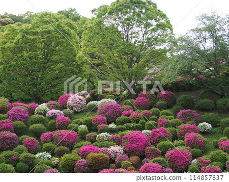 Azalea scenery at Keage Water Purification Plant 114857837