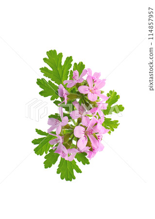 Rose geranium flowers, white background 114857957