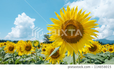 向日葵(津南向日葵廣場) 向日葵(津南向日葵廣場) 114858015