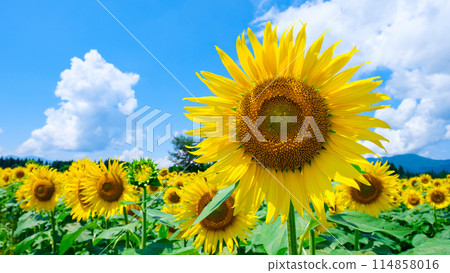 向日葵（津南向日葵廣場） 114858016