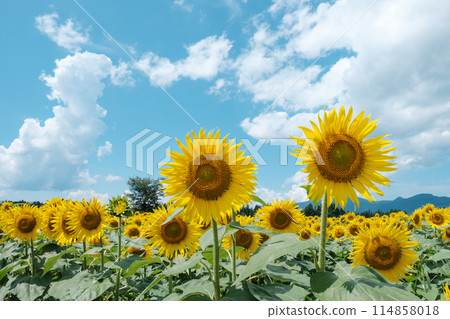 向日葵(津南向日葵廣場) 向日葵(津南向日葵廣場) 114858018