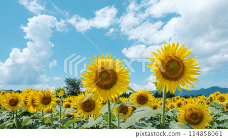 向日葵（津南向日葵廣場） 114858061