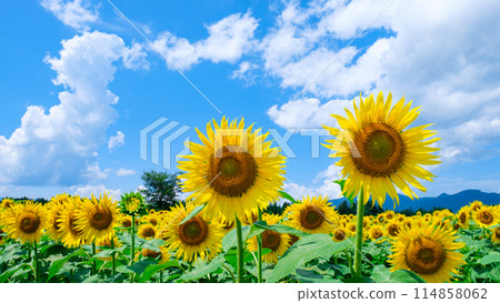 Sunflowers (at Tsunan Sunflower Square) 114858062