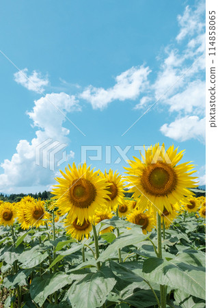 Sunflowers (at Tsunan Sunflower Square) Sunflowers (at Tsunan Sunflower Square) 114858065