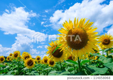 向日葵（津南向日葵廣場） 114858068