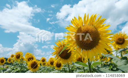 向日葵(津南向日葵廣場) 向日葵(津南向日葵廣場) 114858069