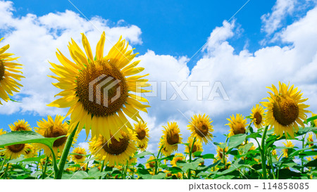 Sunflowers (at Tsunan Sunflower Square) 114858085