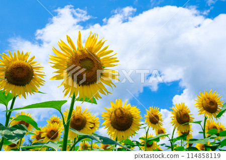 Sunflowers (at Tsunan Sunflower Square) Sunflowers (at Tsunan Sunflower Square) 114858119