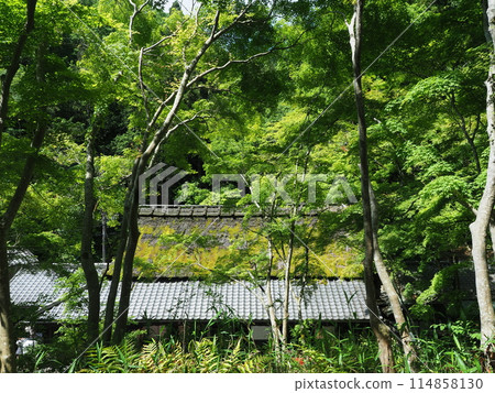 鮮綠嵯峨野鳥居本平野屋 114858130