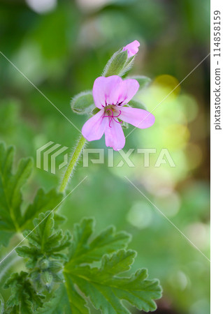 Rose geranium flower, 114858159