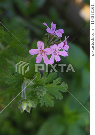 Rose geranium flower, 114858161