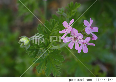 Rose geranium flower, 114858162