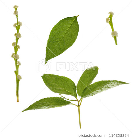 Flowers and leaves of Shizuka 114858254