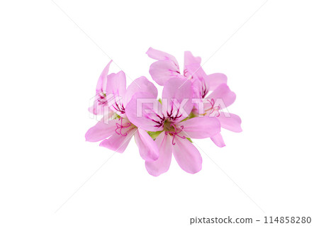 Rose geranium flowers and leaves on white background Rose geranium flowers and leaves on white background 114858280