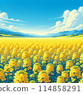 油菜田 114858291