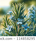 迷迭香 114858295