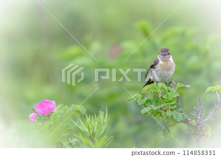 A stonechat chick in July in Hokkaido. 114858331