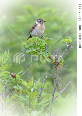 A stonechat chick in July in Hokkaido. A stonechat chick in July in Hokkaido. 114858334