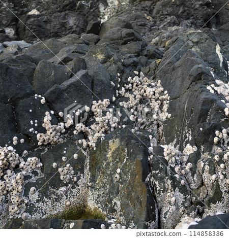 A close-up view of the coastal black rocks dotted with white shells 114858386