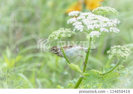 A reed warbler in early summer in Hokkaido in July. A reed warbler in early summer in Hokkaido in July. 114858419