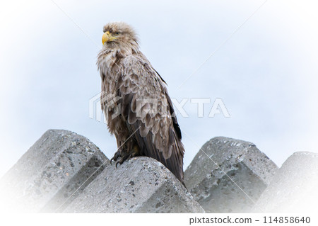 A white-tailed eagle in early summer in July in Hokkaido. 114858640