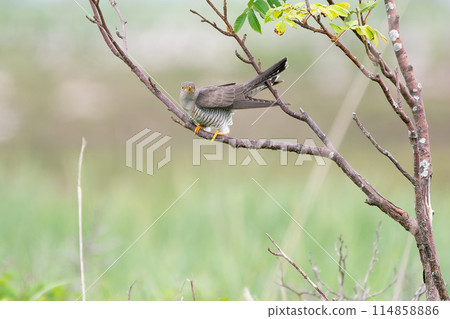 七月杜鵑，北海道初夏。 114858886