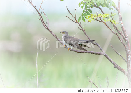 七月杜鵑，北海道初夏。 114858887