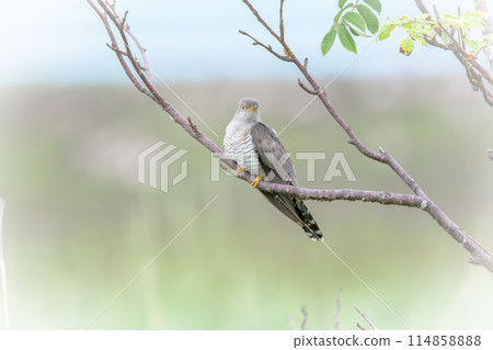 七月杜鵑，北海道初夏。 114858888