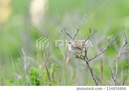 A bush warbler in early summer in July in Hokkaido. 114858908