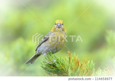 七月的銀山益子，北海道的初夏。 114858977