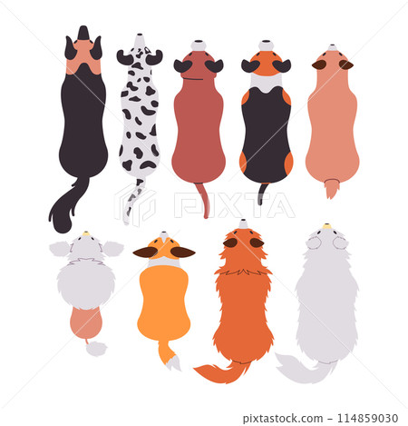 various breed dog cute adorable purebred furry pet domestic animal mammal wild creature 114859030