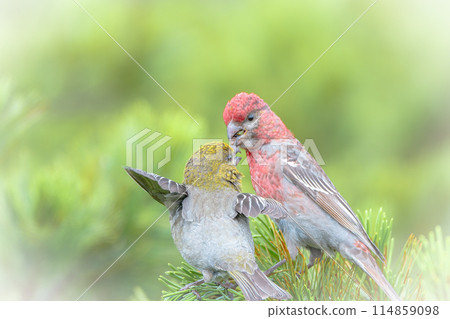 七月的北海道一對銀山真子。 114859098