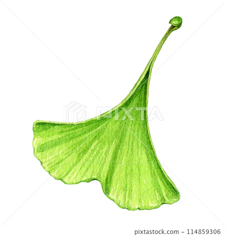 Ginkgo tree green leaf element. Watercolor painted illustration. Hand drawn ginkgo biloba fresh leaf natural element on white background Ginkgo tree green leaf element. Watercolor painted illustration. Hand drawn ginkgo biloba fresh leaf natural element on white background 114859306