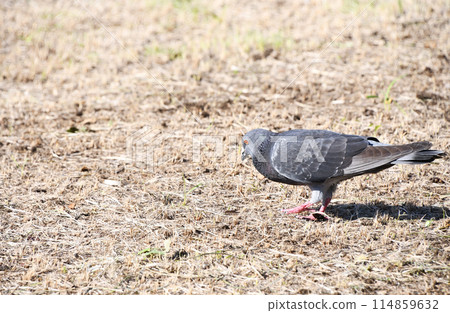 Dobat (dove) Dobat (dove) 114859632