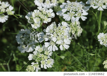 White orlaya flowers blooming in a spring garden 114859662