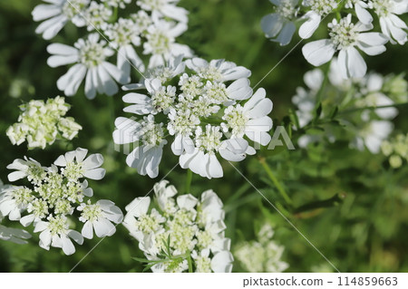 White orlaya flowers blooming in a spring garden 114859663