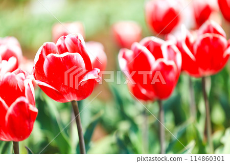Red tulip 114860301