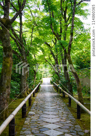 高峰光悅寺的參道 高峰光悅寺的參道 114860365