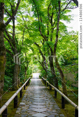 高峰光悅寺的參道 高峰光悅寺的參道 114860366