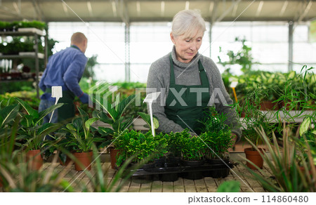 Mature woman taking care of plants in floral shop 114860480