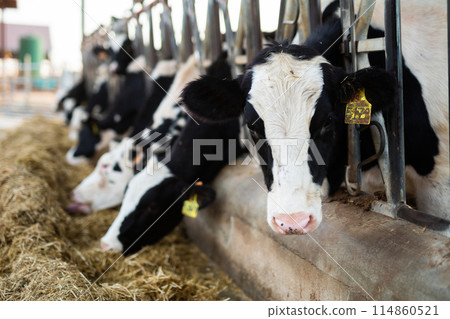 Herd of calves eating hay and feed in cowsheds on dairy farm at sunset in autumn Herd of calves eating hay and feed in cowsheds on dairy farm at sunset in autumn 114860521