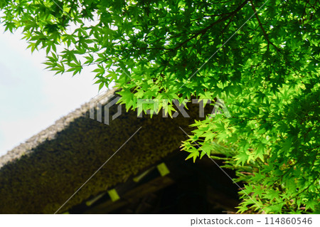 Green maples at Takagamine Koetsuji Temple 114860546