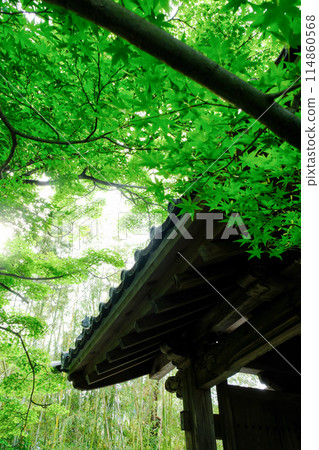 Green maples in the grounds of Takagamine Koetsuji Temple Green maples in the grounds of Takagamine Koetsuji Temple 114860568