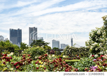 Yokohama scenery in May 114860691