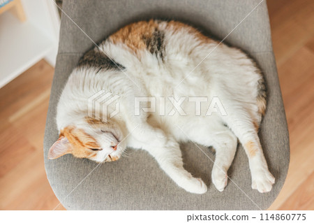 A calico cat sleeping comfortably indoors 114860775