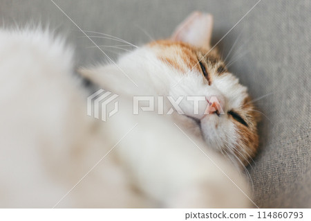 A calico cat sleeping comfortably indoors 114860793